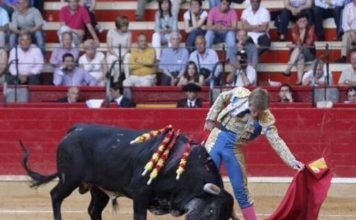 El novillero Javier Jiménez, dos orejas en Calasparra El novillero sevillano Javier Jiménez.